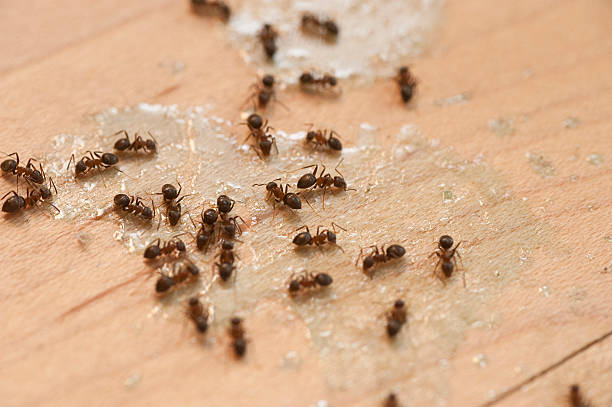 Best Best Pest Control Companies  in Knox, PA