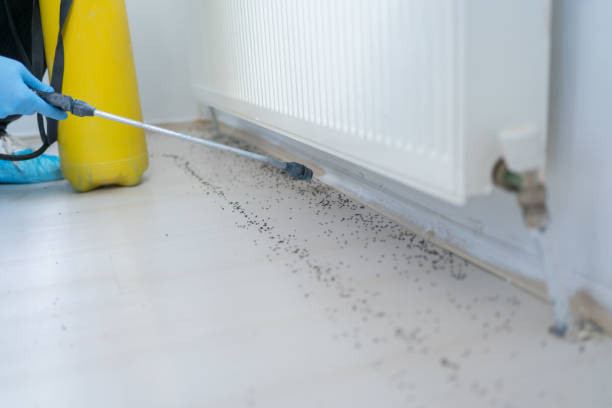 Best Flea Control Services  in Knox, PA